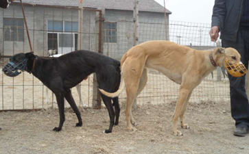 小狗父亲为同犬业的格力犬种公小佩德罗,配种时间为2013年3月6日