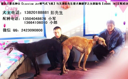 喷气式飞机 x分享 2015年3月天津彭先生的格力犬种母分享产下一窝,5公