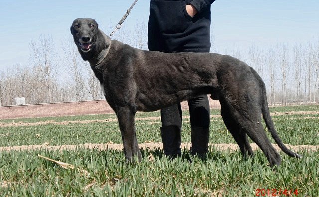 尤诺急速 uno express - 格力犬yy--格力犬中英文血统