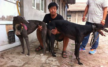 4公2母共计6条,小狗父亲是三鑫犬业的格力犬种公黑色螺旋