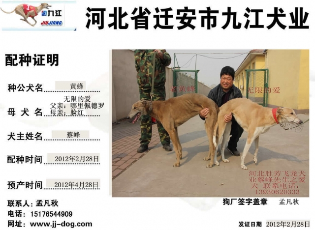 黄蜂 x无限的爱 2012年2月28日九江犬业的格力犬种公黄蜂与胜芳蔡峰的