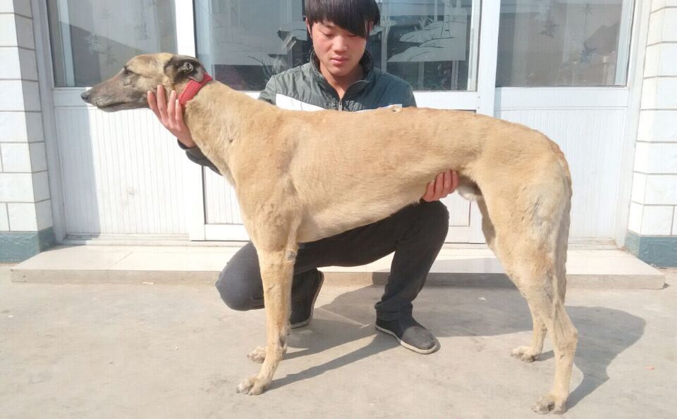 黄蜂王子 hfhs 107a 格力犬yy-格力犬中英文血统查询