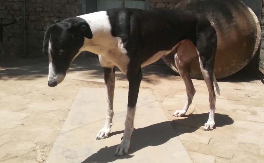 二白腿 格力犬yy-格力犬中英文血统查询