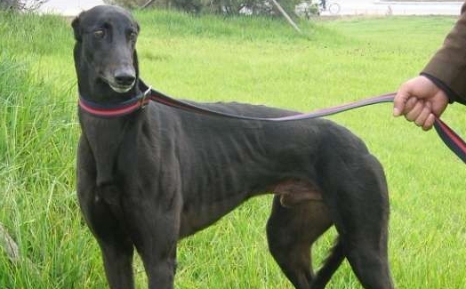 伟大的重复 repeated 格力犬yy-格力犬血统查询