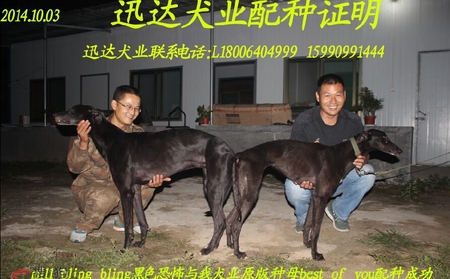x飞鱼 2015年7月5日同为济南迅达犬业的格力犬种公黑色屠城与种母飞鱼